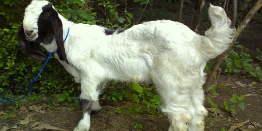 Berhubungan seks dengan kambing, pria AS ditangkap polisi