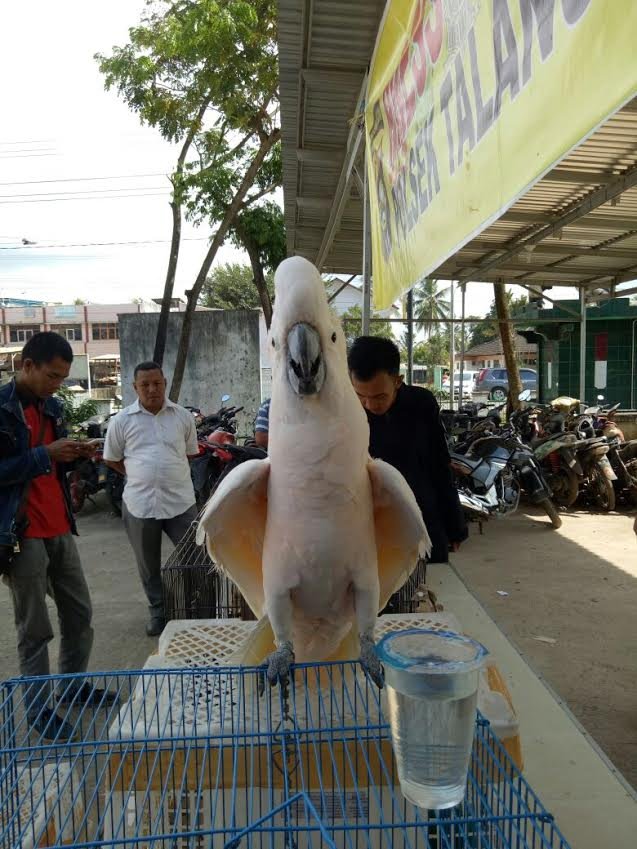 tersangka penyelundup satwa dilindungi