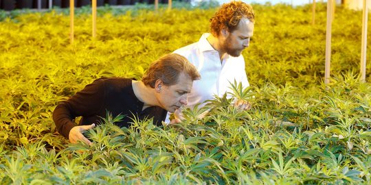 Melihat suburnya ladang ganja di Swiss