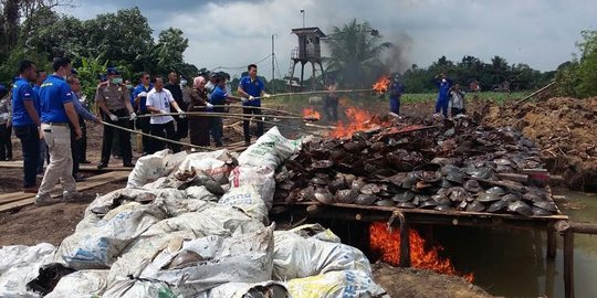 Tepergok, 8 ribu ekor tapak kuda gagal diselundupkan ke Malaysia