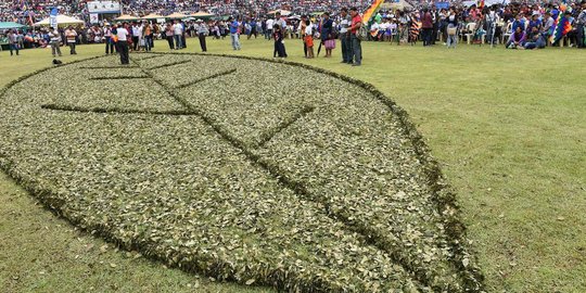 Melihat daun kokain raksasa di Bolivia