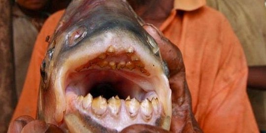 6 penelitian baru yang ungkap rahasia 'aneh' dari alam