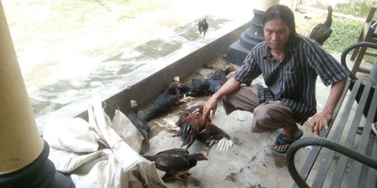 Tepergok curi 10 ayam, Sugeng nyaris dihajar warga