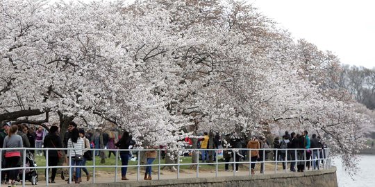 Menikmati keindahan bunga sakura bersemi di Washington