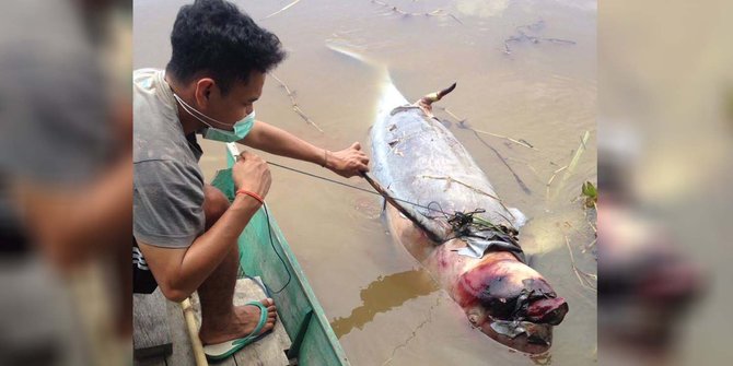  Ikan pesut sepanjang 1 5 meter ditemukan tewas di Sungai 