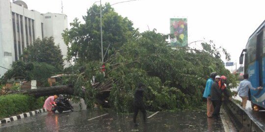 Jakarta hujan badai, pohon tumbang dimana-mana