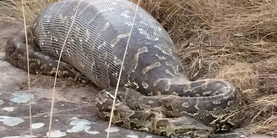 Petani sawit ditelan ular piton sepanjang 4 meter