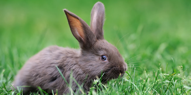 Jelang Paskah Inggris larang toko hewan  jual kelinci  