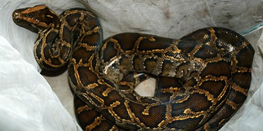 Tips hindari serangan & belitan ular piton