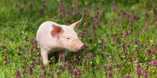 11 Ekor babi potong asal Malaysia disita Satgas Pamtas