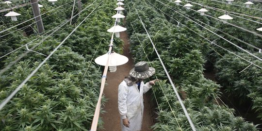 Menengok suburnya perkebunan ganja medis di Israel