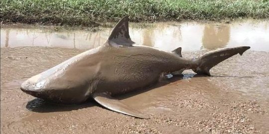 Dahsyatnya topan di Australia bikin hiu terdampar di jalan