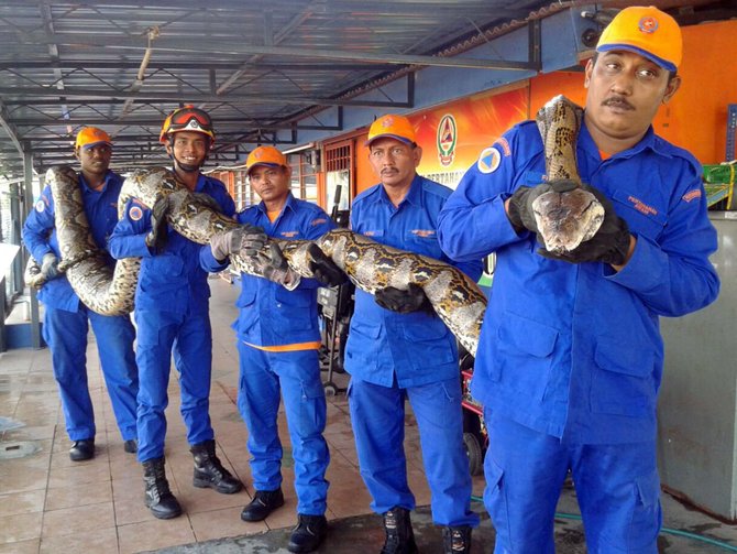 ular piton ditemukan di malaysia