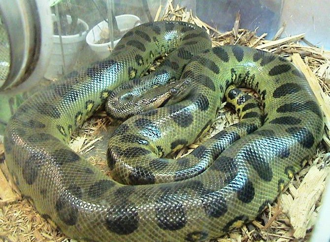 green anaconda