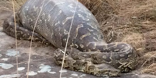 Habitat ular Mamuju diduga terusik pembangunan hingga mangsa manusia