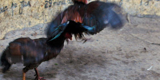 Judi sabung ayam, pegawai honorer Bengkalis dan PT Chevron dibekuk