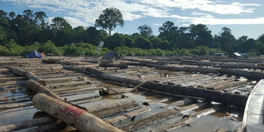 Tangkap pengusaha sawmil, polisi sita 5 kubik kayu