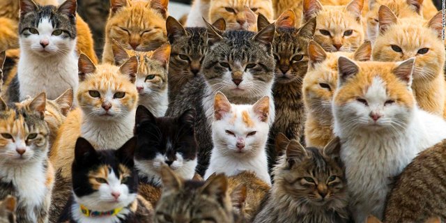 Ini Alasan Mengapa Gambar Video Kucing Sangat Disukai Di Internet Merdeka Com