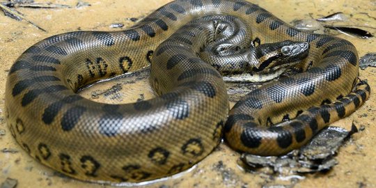 Fakta-fakta mengejutkan tentang ular anaconda