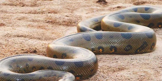 Fakta fakta mengejutkan tentang ular anaconda  merdeka com