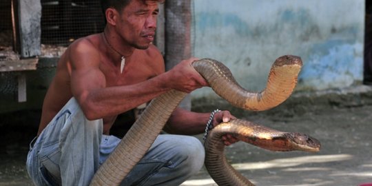 Pria di Riau ini berani pelihara king kobra yang bunuh petani karet
