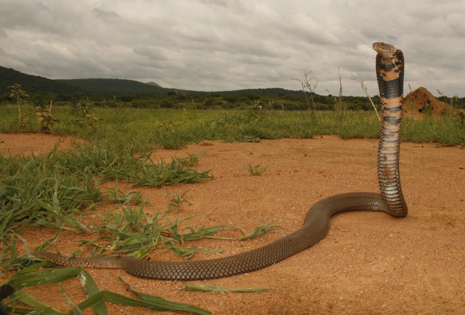 ular kobra