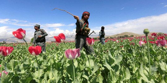 Aksi polisi Afghanistan musnahkan ladang opium