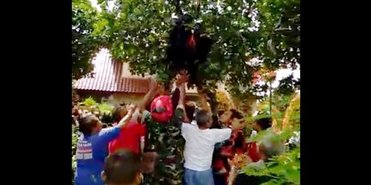 Hebohnya ibu-ibu saat penerjun TNI nyangkut di pohon
