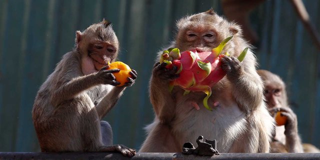 Kawanan Kera Ekor Panjang Ngamuk Dan Jarah Makanan Warga Gunungkidul Merdeka Com