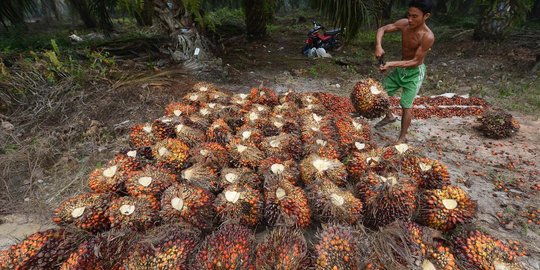 KLHK sebut kelapa sawit RI paling ramah lingkungan