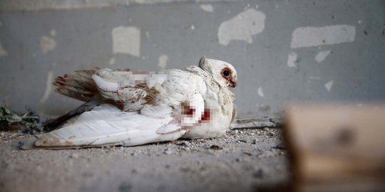 Nasib burung dara jadi korban perang Suriah