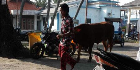 Panwaslu Kepulauan Seribu amankan 23 sapi dari PDIP