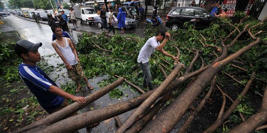 Waspada 10 persen pohon di Bandung rawan tumbang