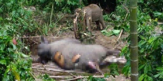 Anak gajah ini tak beranjak dari samping induknya yang mati diracun