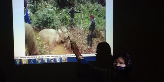 Selain di Aceh, induk gajah juga ditemukan mati di Langkat, Sumut