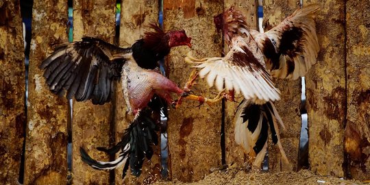 Ekstremnya sabung ayam di Kuba, bikin berdarah-darah hingga mati