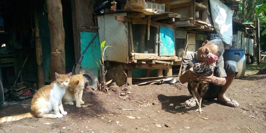 Pantang ngemis, abah Tarsa jadi pemulung & tanam singkong buat makan