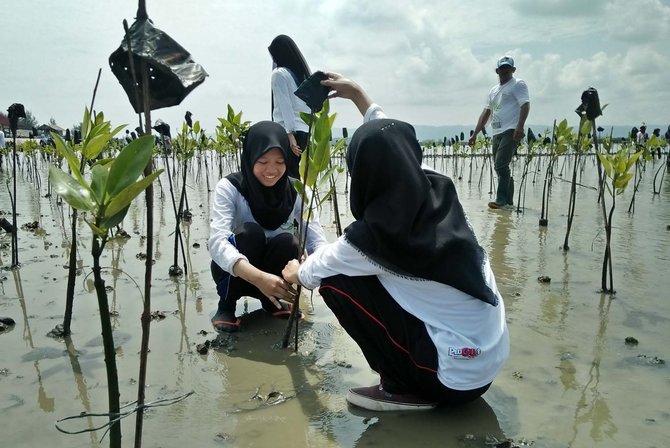 mahasiswa teknik unsyiah tanam 1500 batang mangrove