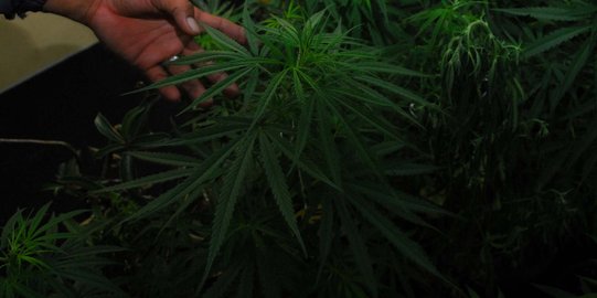 Jejak ganja di zaman kerajaan Aceh