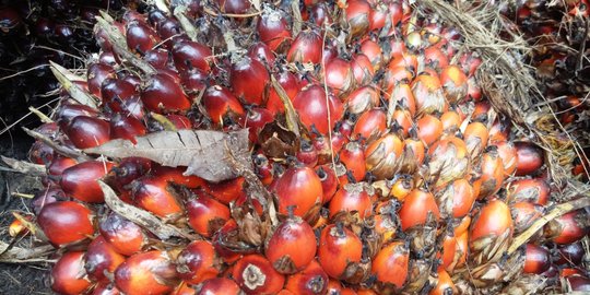 Menengok pengolahan kelapa sawit hingga menjadi minyak goreng