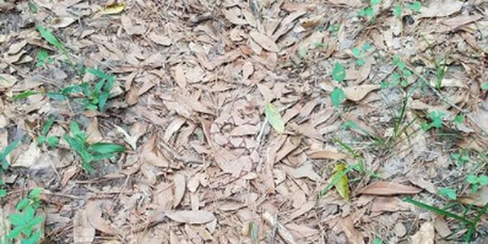 Dapatkah anda melihat seekor ular berbisa di foto ini?