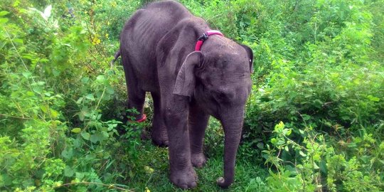 Kasih makan gajah, Levi dililit belalai dan dibanting hingga tewas