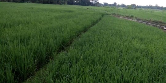 Cabut benih padi di sawah, petani di Klaten tewas tersambar petir