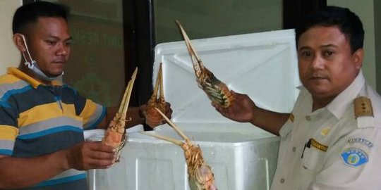 8 Box lobster dari Jawa hendak diselundupkan ke Bali lewat Gilimanuk