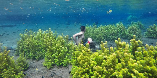 Menikmati keindahan bawah air nan fotogenik di Sumber Sirah