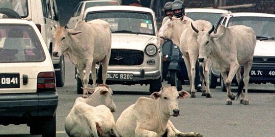 Dituduh maling sapi, dua remaja di India dipukul sampai tewas