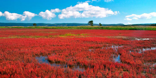 Keunikan Danau Notoro yang berselimut warna merah membara