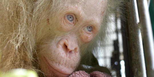 Cerita penemuan orangutan Borneo langka berDNA nyaris sama manusia