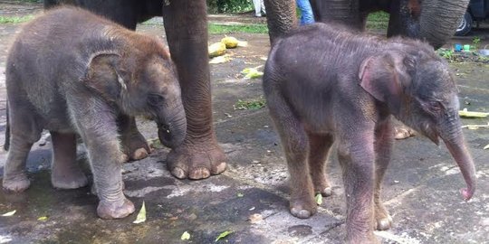 Anak gajah kembali ditemukan tewas di Aceh