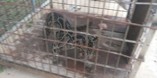 Macan Dahan langka di Padang mati akibat tak makan berhari-hari